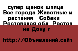 супер щенок шпица - Все города Животные и растения » Собаки   . Ростовская обл.,Ростов-на-Дону г.